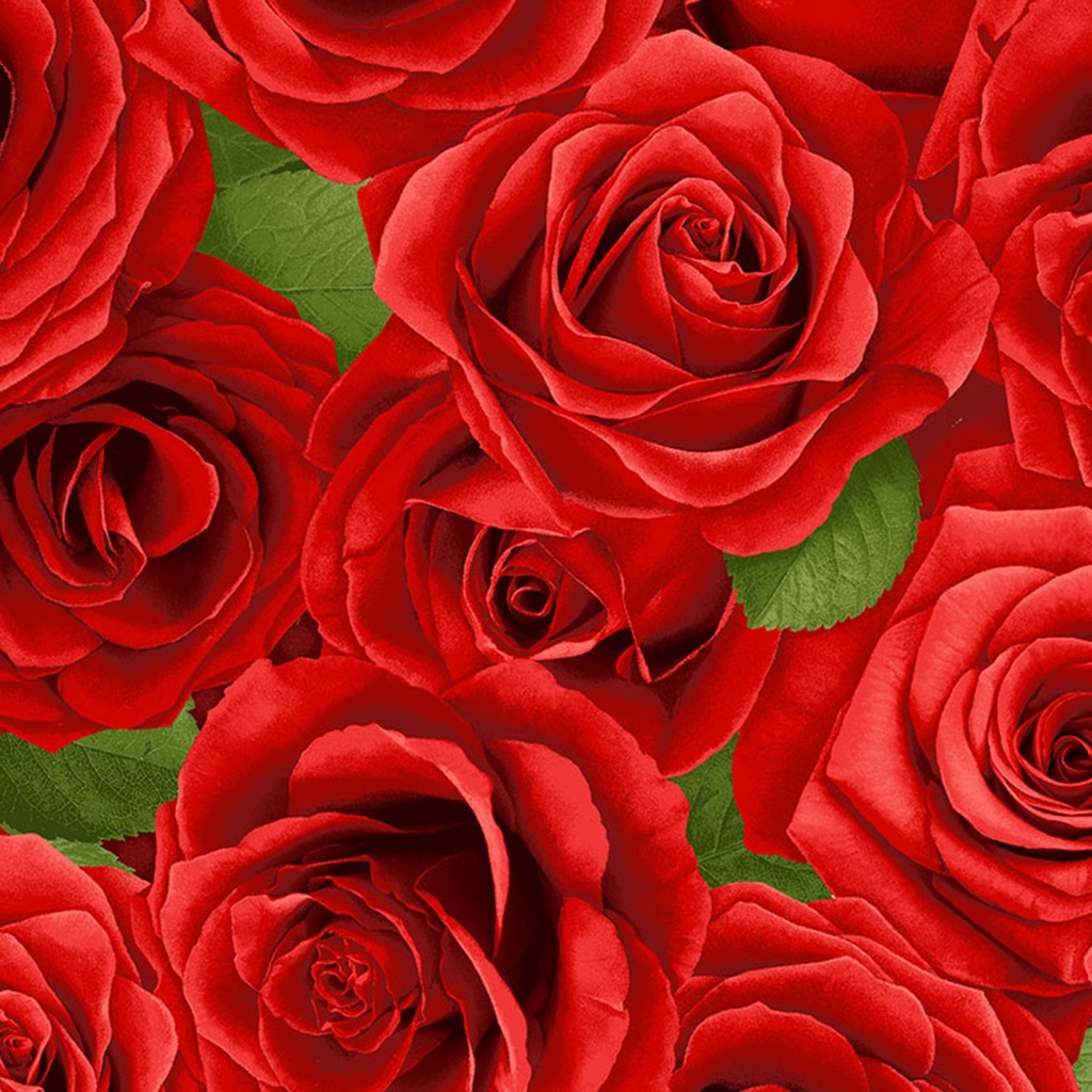 Red Packed Roses